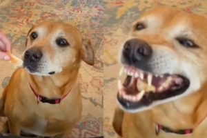 Imádja az internet a féltékeny kutyát: futótűzként terjed a róla készült videó