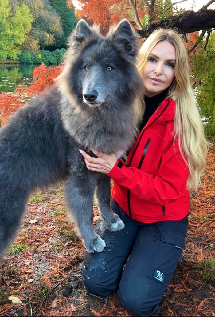 Ennek a hölgynek egy egyedülálló kék farkasszerű kutyája van, és észreveszi, hogy nem mindenki jön ki az állattal.